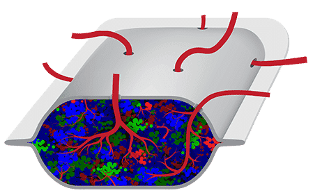 Stem cells inside PEC-Direct