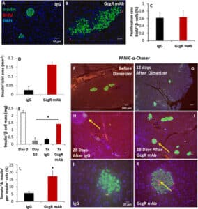 Transforming alpha cells into beta cells treats diabetes?