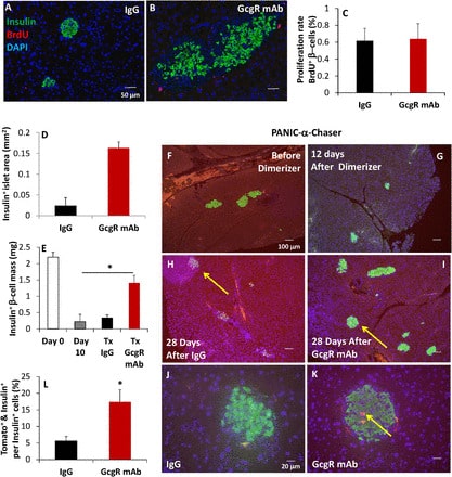 Transforming alpha cells into beta cells treats diabetes?